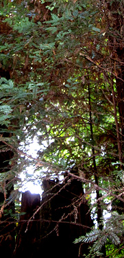 redwood stump